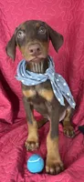 Diesel, a male Doberman Pinscher for sale in Greenfield, IN – 2 of 5