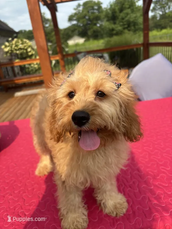 Monica – Cavapoo puppy for sale in Greenfield, IN