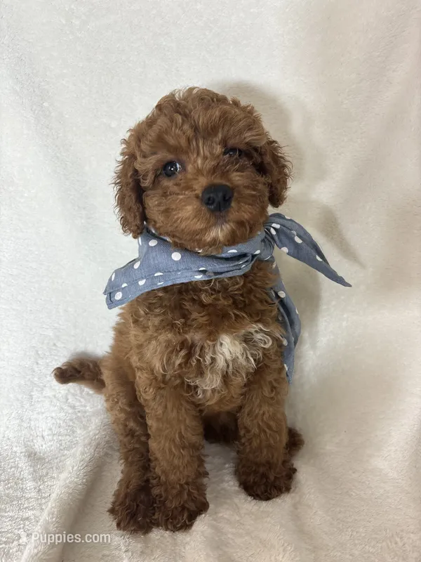 Gage – Miniature Goldendoodle puppy for sale in Greenfield, IN