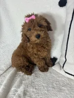Gracie, a female Miniature Goldendoodle for sale in Greenfield, IN – 2 of 5