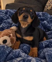 Dalton, a male Dachshund for sale in Greenfield, IN – 3 of 4