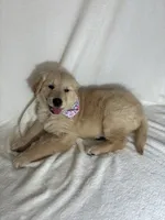 Glenda, a female English Cream Golden Retriever for sale in Greenfield, IN – 3 of 4