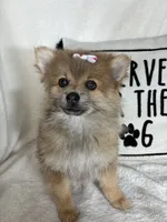 Penelope, a female Pomeranian for sale in Greenfield, IN – 1 of 4