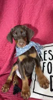 Duke, a male Doberman Pinscher for sale in Greenfield, IN – 4 of 6