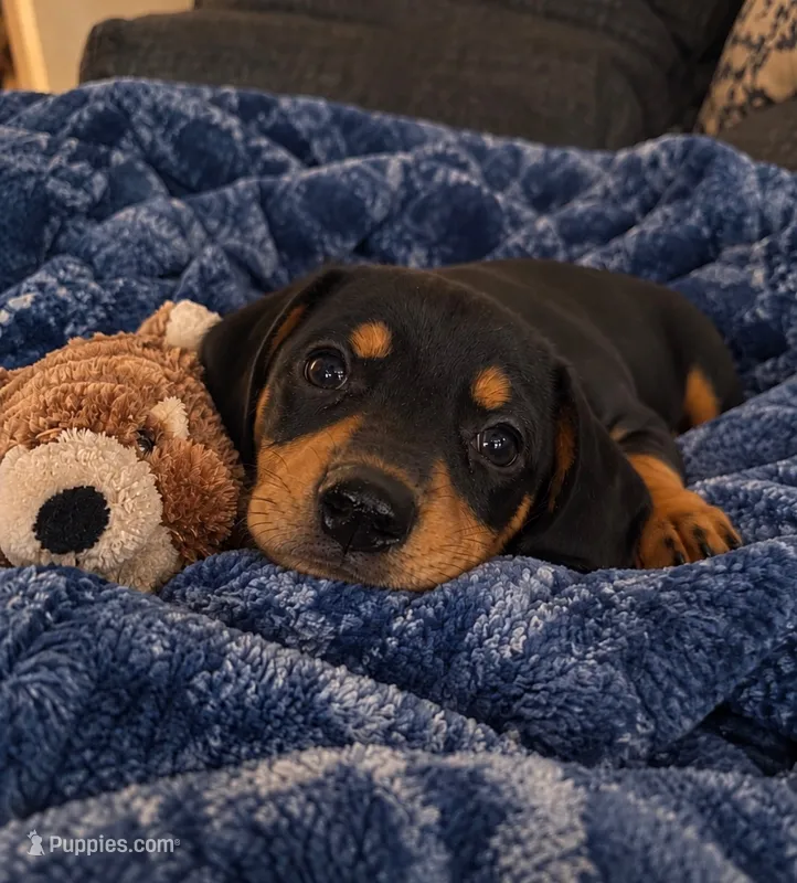 Dalton – Dachshund puppy for sale in Greenfield, IN