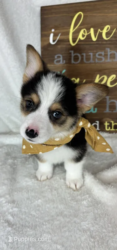 Calvin – Pembroke Welsh Corgi puppy for sale in Greenfield, IN