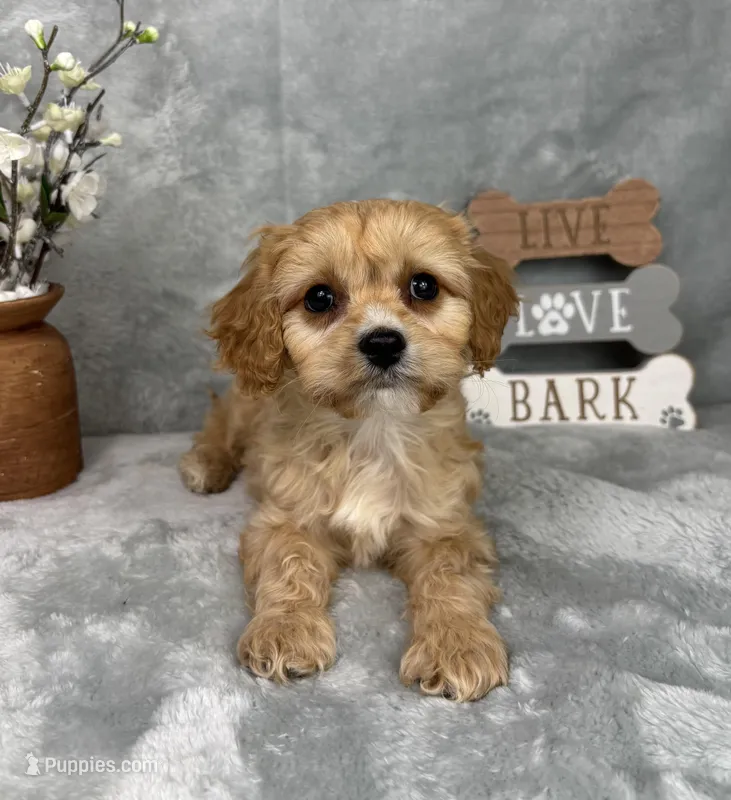 Ross – Cavapoo puppy for sale in Greenfield, IN