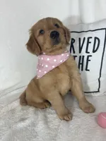 Honey, a female Golden Retriever for sale in Greenfield, IN – 3 of 5
