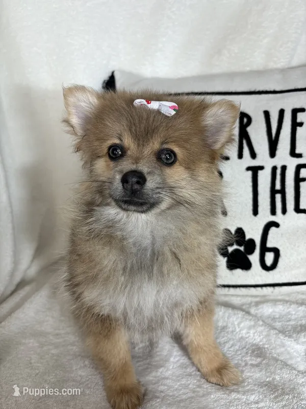 Penelope – Pomeranian puppy for sale in Greenfield, IN