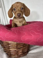Duke, a male Dachshund for sale in Greenfield, IN – 6 of 6