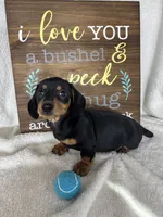 Dalton, a male Dachshund for sale in Greenfield, IN – 3 of 6