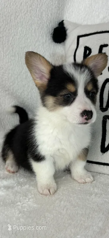 Casper – Pembroke Welsh Corgi puppy for sale in Greenfield, IN