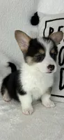 Casper, a male Pembroke Welsh Corgi for sale in Greenfield, IN – Photo 1 of 5