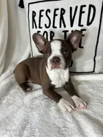 Betty, a female Boston Terrier for sale in Greenfield, IN – 3 of 4