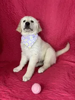 Gracie, a female English Cream Golden Retriever for sale in Greenfield, IN – 4 of 4