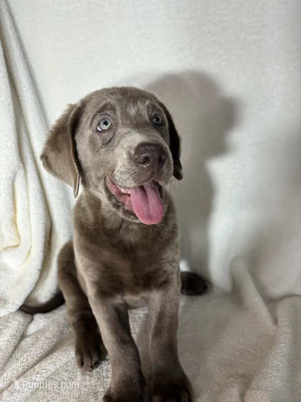 Maggie – Labrador Retriever puppy for sale in Greenfield, IN