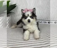 Penelope, a female Pomsky for sale in Greenfield, IN – Photo 1 of 4