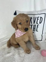 Honey, a female Golden Retriever for sale in Greenfield, IN – 2 of 5