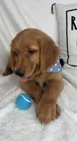 Goose, a male Golden Retriever for sale in Greenfield, IN – 4 of 6