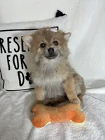 Penelope, a female Pomeranian for sale in Greenfield, IN – 3 of 4