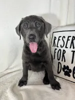 Bailey, a female Labrador Retriever for sale in Greenfield, IN – 3 of 4