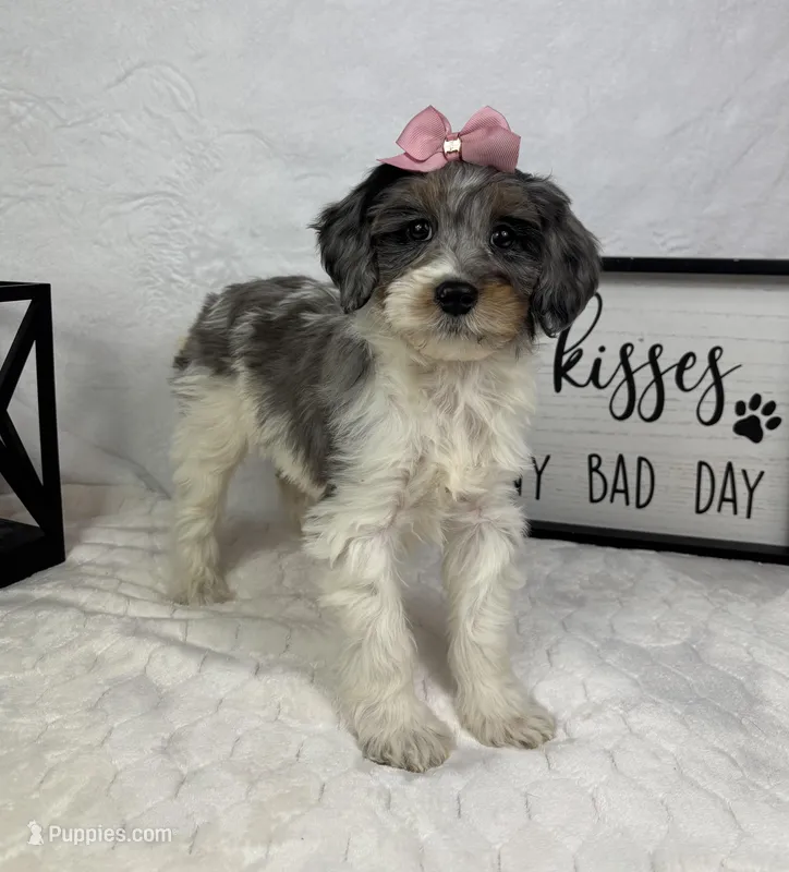 Rachel, a female Miniature Bernedoodle for sale in Greenfield, IN – Photo 1 of 5