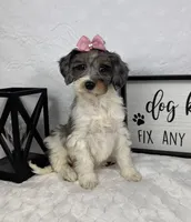 Rachel, a female Miniature Bernedoodle for sale in Greenfield, IN – Photo 5 of 5