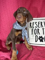 Duke, a male Doberman Pinscher for sale in Greenfield, IN – 5 of 6