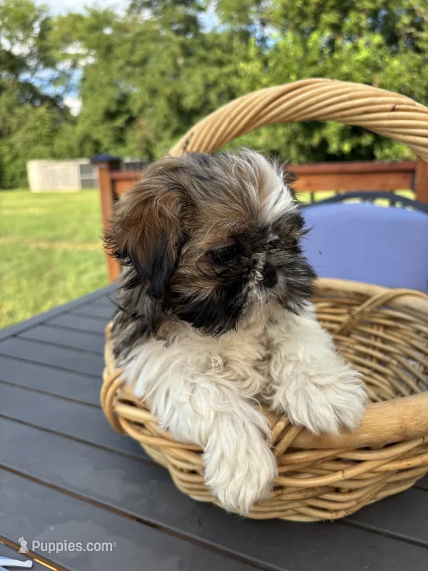 Skipper – Shih Tzu puppy for sale in Greenfield, IN