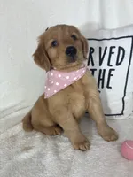 Honey, a female Golden Retriever for sale in Greenfield, IN – 5 of 5
