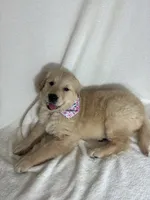 Glenda, a female English Cream Golden Retriever for sale in Greenfield, IN – 2 of 4