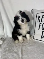 Bella, a female Bernedoodle for sale in Greenfield, IN – 3 of 5