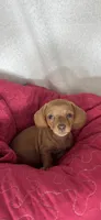 Dylan , a male Dachshund for sale in Greenfield, IN – 2 of 5