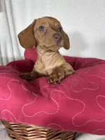 Duke, a male Dachshund for sale in Greenfield, IN – 6 of 6