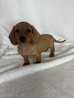 Dixie, a female Dachshund for sale in Greenfield, IN – 3 of 6
