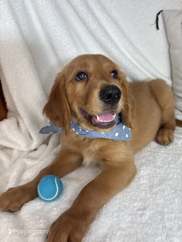 Goose – Golden Retriever puppy for sale in Greenfield, IN
