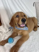 Goose, a male Golden Retriever for sale in Greenfield, IN – 1 of 9