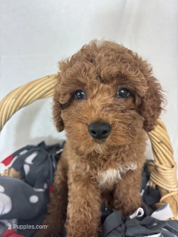 Gage – Miniature Goldendoodle puppy for sale in Greenfield, IN