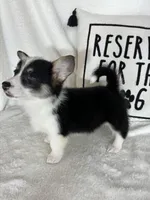 Chloe, a female Pembroke Welsh Corgi for sale in Greenfield, IN – Photo 4 of 5