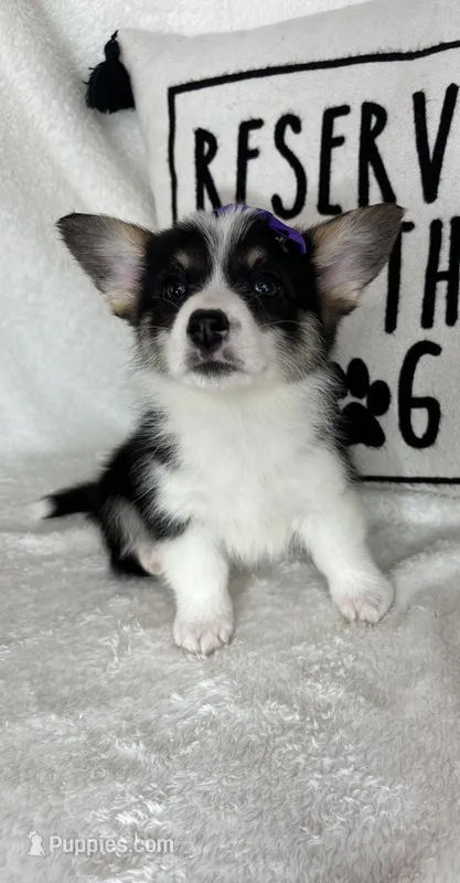 Chloe – Pembroke Welsh Corgi puppy for sale in Greenfield, IN