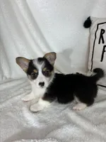 Chloe, a female Pembroke Welsh Corgi for sale in Greenfield, IN – Photo 3 of 5