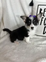 Chloe, a female Pembroke Welsh Corgi for sale in Greenfield, IN – Photo 2 of 5