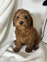 Gabe , a male Miniature Goldendoodle for sale in Greenfield, IN – 2 of 5