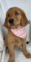Ginger, a female Golden Retriever for sale in Greenfield, IN – 1 of 5
