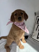 Gigi, a female Golden Retriever for sale in Greenfield, IN – 5 of 5
