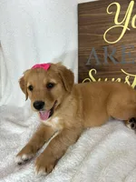 Gracie, a female Golden Retriever for sale in Greenfield, IN – 4 of 4