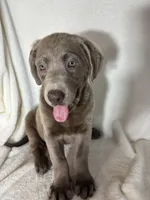 Maggie, a female Labrador Retriever for sale in Greenfield, IN – 2 of 4