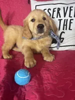 Grover, a male Golden Retriever for sale in Greenfield, IN – 3 of 5