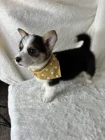 Calvin, a male Pembroke Welsh Corgi for sale in Greenfield, IN – 4 of 4