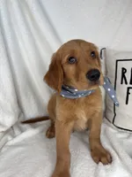 Grover, a male Golden Retriever for sale in Greenfield, IN – 2 of 6